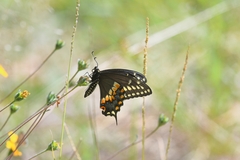 Papilio polyxenes asterius