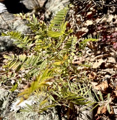 Tephrosia virginiana