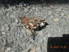 Passer montanus malaccensis