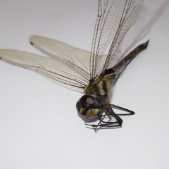 Tramea cophysa