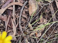 Microseris lanceolata