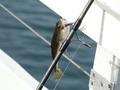 Leptocottus armatus