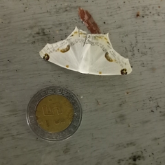 Sericoptera mahometaria