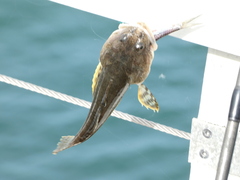 Leptocottus armatus