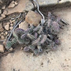 Opuntia polyacantha