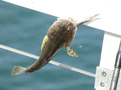 Leptocottus armatus