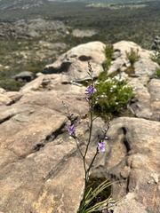 Arthropodium strictum