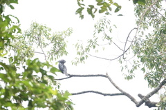 Anthracoceros malayanus