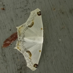 Sericoptera mahometaria
