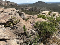 Arthropodium strictum