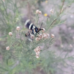 Syntomeida melanthus