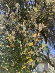 Corokia cotoneaster
