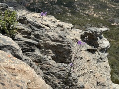 Arthropodium strictum
