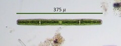 Penium spirostriolatum