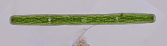 Penium spirostriolatum