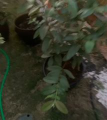 Psidium guajava