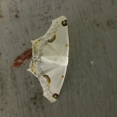 Sericoptera mahometaria