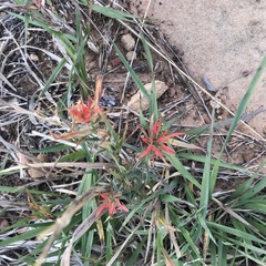 Castilleja linariifolia