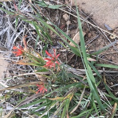 Castilleja linariifolia