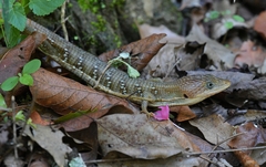 Gerrhonotus infernalis