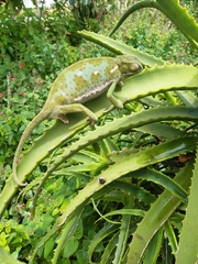 Chamaeleo dilepis
