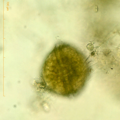 Miozoa
