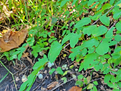 Symphoricarpos rotundifolius