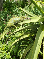 Chamaeleo dilepis