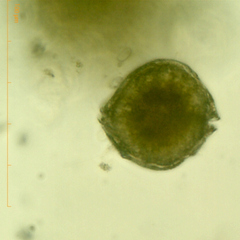 Miozoa