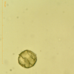 Miozoa
