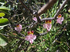 Alstroemeria pulchra
