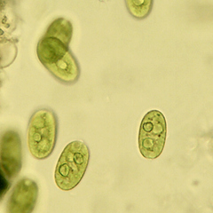 Chlamydomonadales
