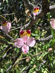 Alstroemeria pulchra