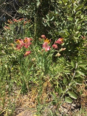 Alstroemeria pulchra