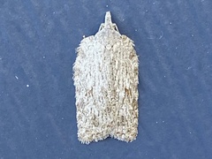 Acleris maximana