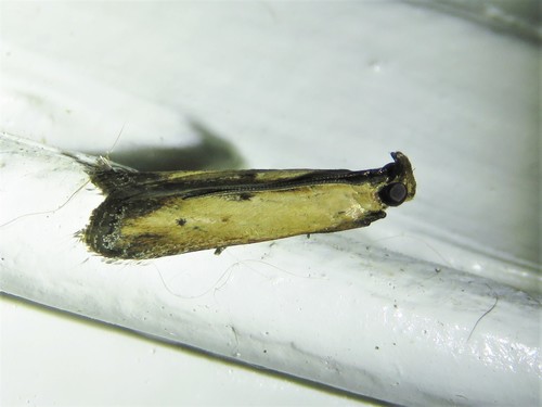 Lesser Cornstalk Borer Moth photo 5
