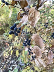 Ligustrum obtusifolium