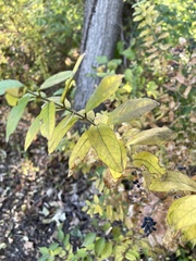 Ligustrum obtusifolium