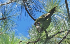 Rhynchopsitta terrisi