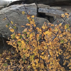 Amelanchier utahensis