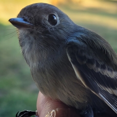 Empidonax hammondii