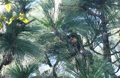 Rhynchopsitta terrisi