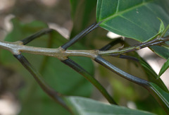 Clerodendrum longiflorum glabrum