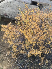 Amelanchier utahensis
