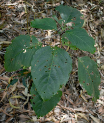 Clerodendrum longiflorum glabrum