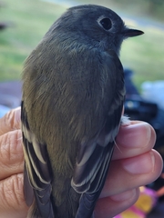 Empidonax hammondii