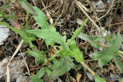Persicaria stelligera