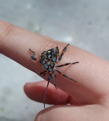Pachylis argentinus