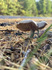 Hydnangiaceae