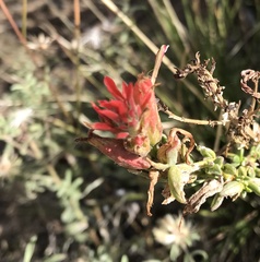 Castilleja linariifolia